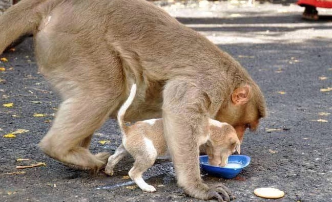 monkey-5-1.jpg