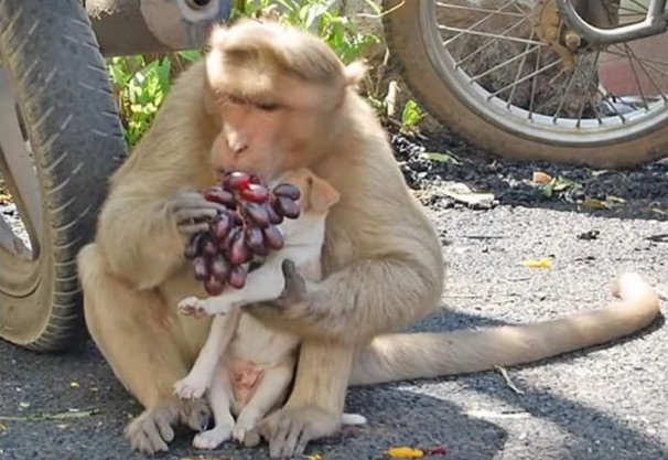 monkey-6.jpg