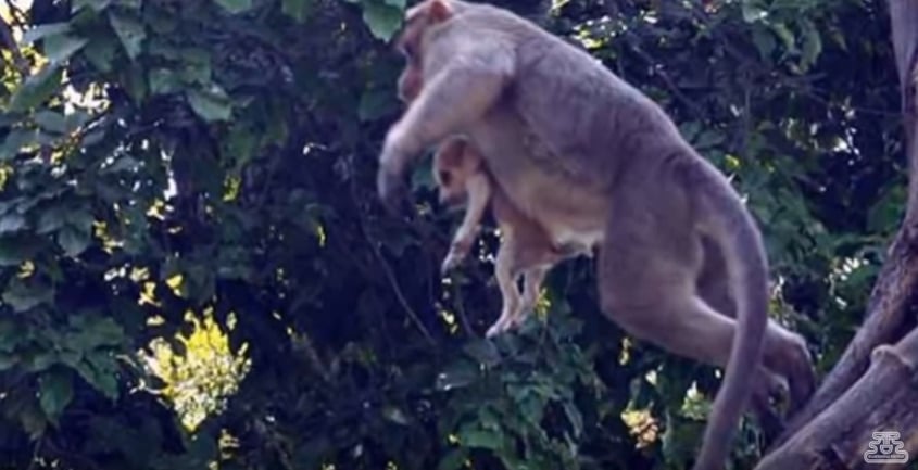 monkey-7.jpg