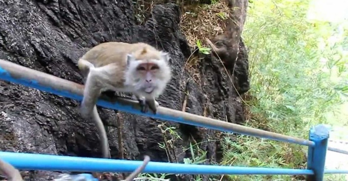 monkey-goes-down-slide