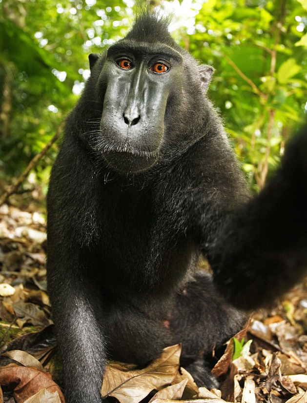 monkey-selfie-1.png