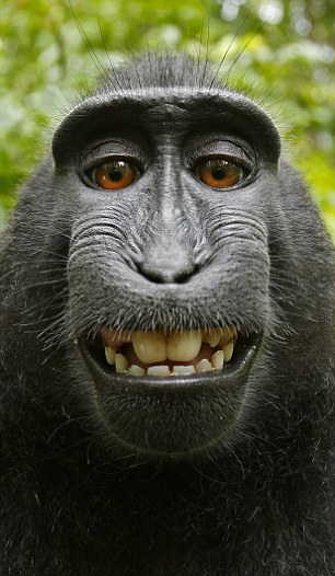 Monkey takes photos on camera