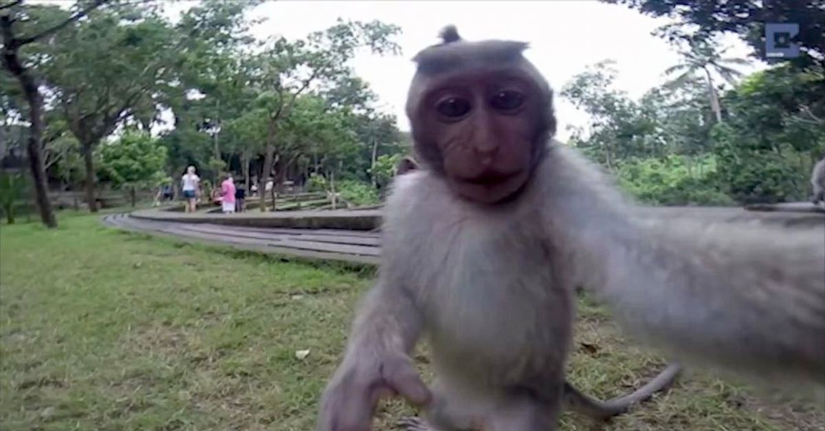 monkey-steals-camera-takes-perfect-selfie