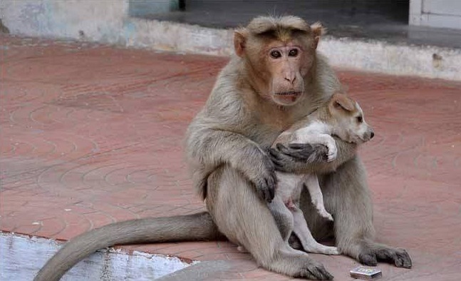 monkeyt-4.jpg