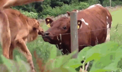 moo.gif