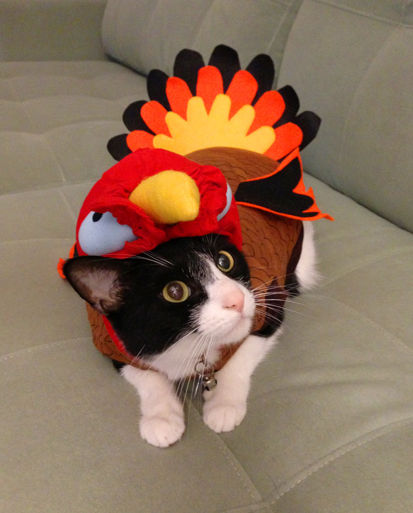 moo_turkey_sm.jpg