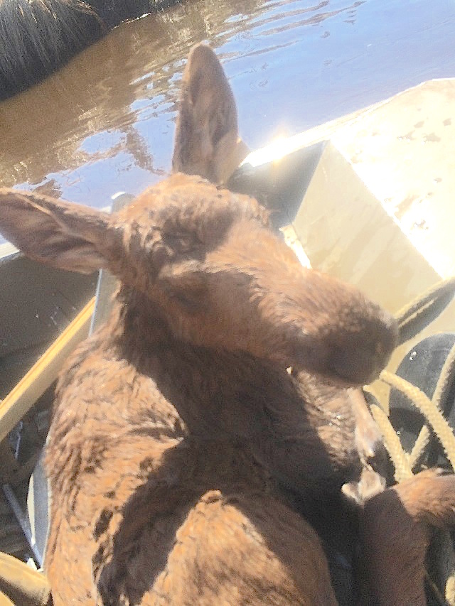 moose-rescue-2-jpg1.jpg