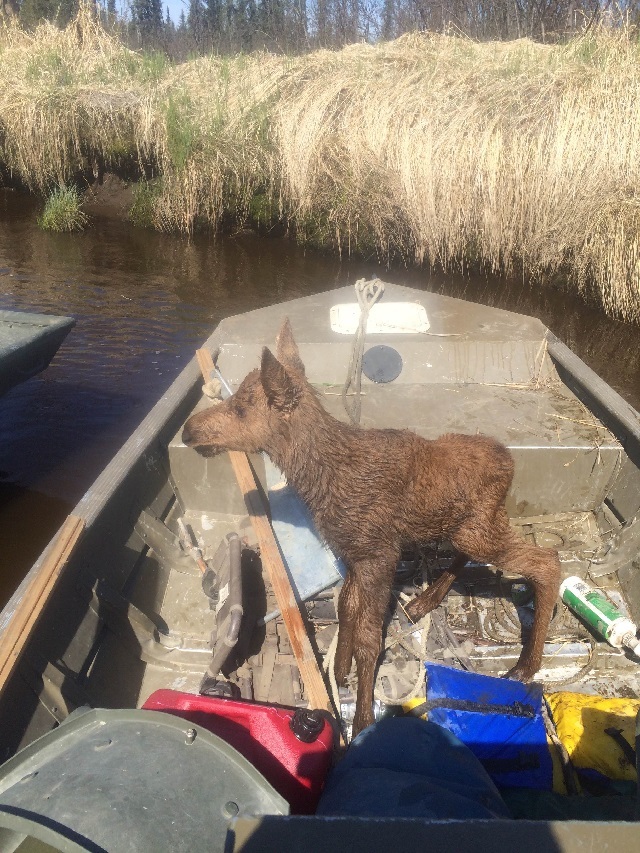 moose-rescue-3-jpg.jpg