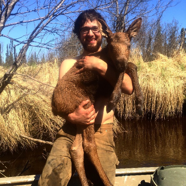 moose-rescue-4-jpg.jpg