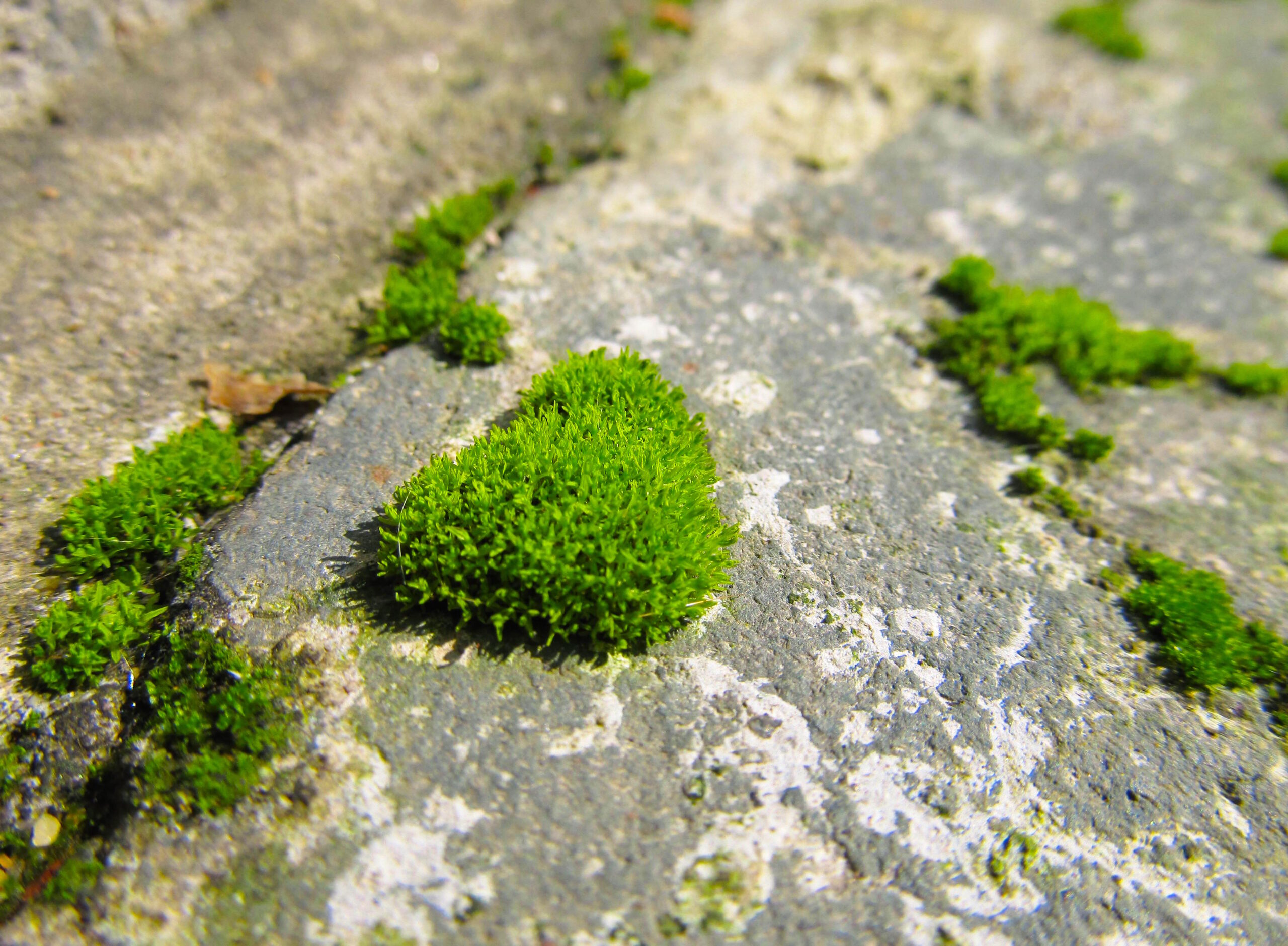 moss.jpg