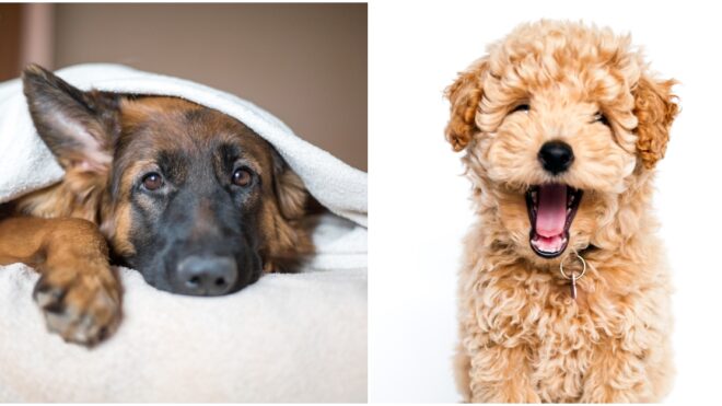 most popular dog names 2018
