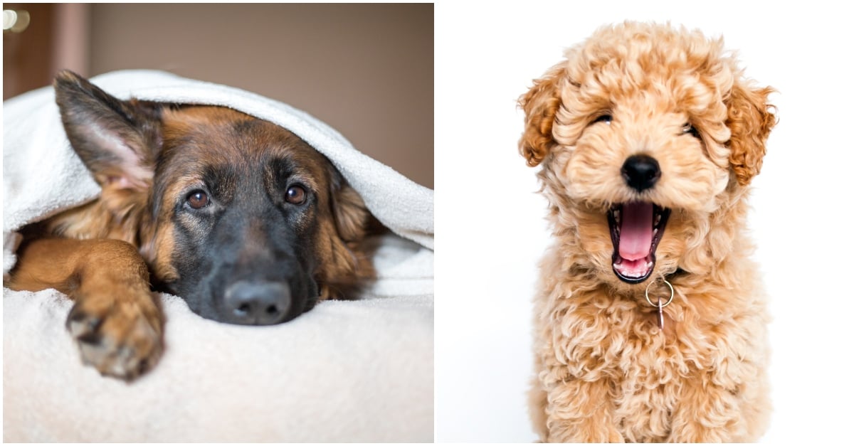 most popular dog names 2018