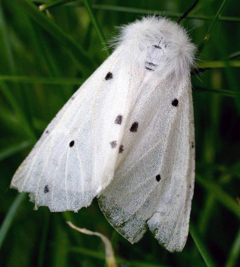 moth-1.jpg