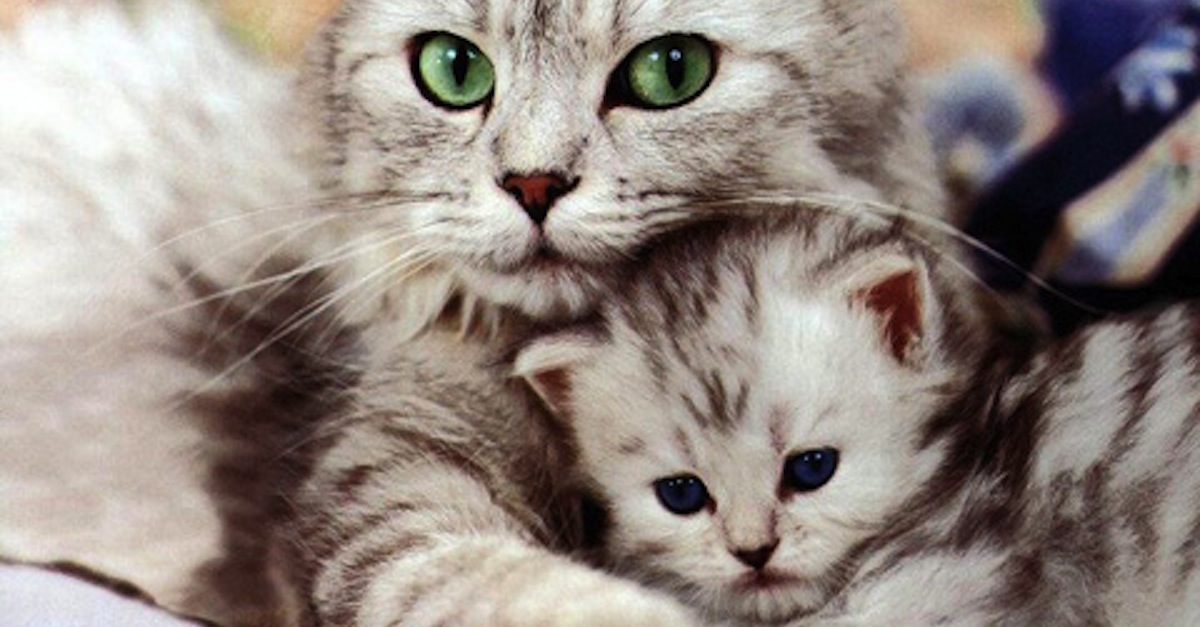 mother_and_kitten_19