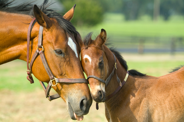 mothers-day-baby-horse-with-mom.jpg