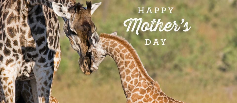 mothers-day2015-homeslide-1.jpg mothers-day2015-homeslide-1.jpg