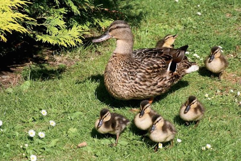 mothers-love-1.jpg