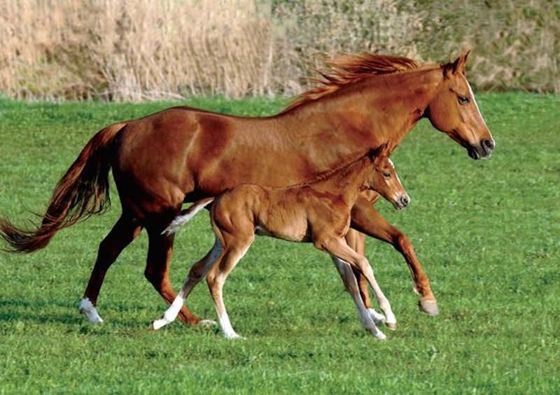 mothers-love-10.jpg