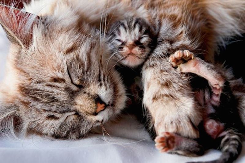 mothers-love-2.jpg