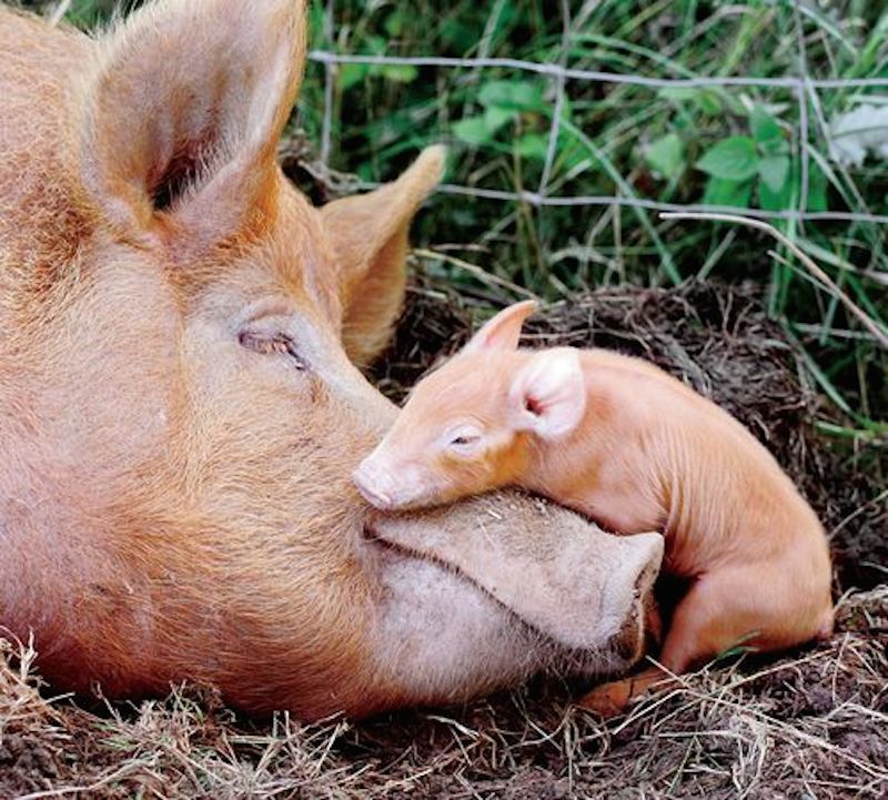 mothers-love-3.jpg