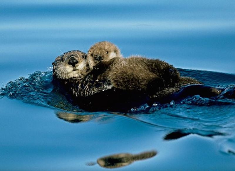 mothers-love-5.jpg