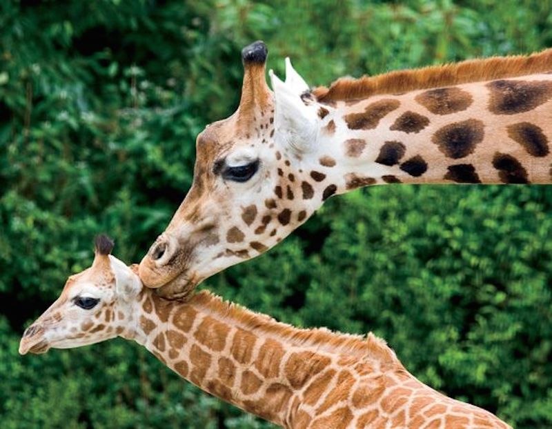 mothers-love-7.jpg