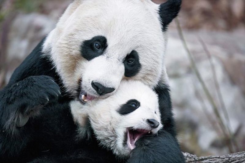 mothers-love-9.jpg