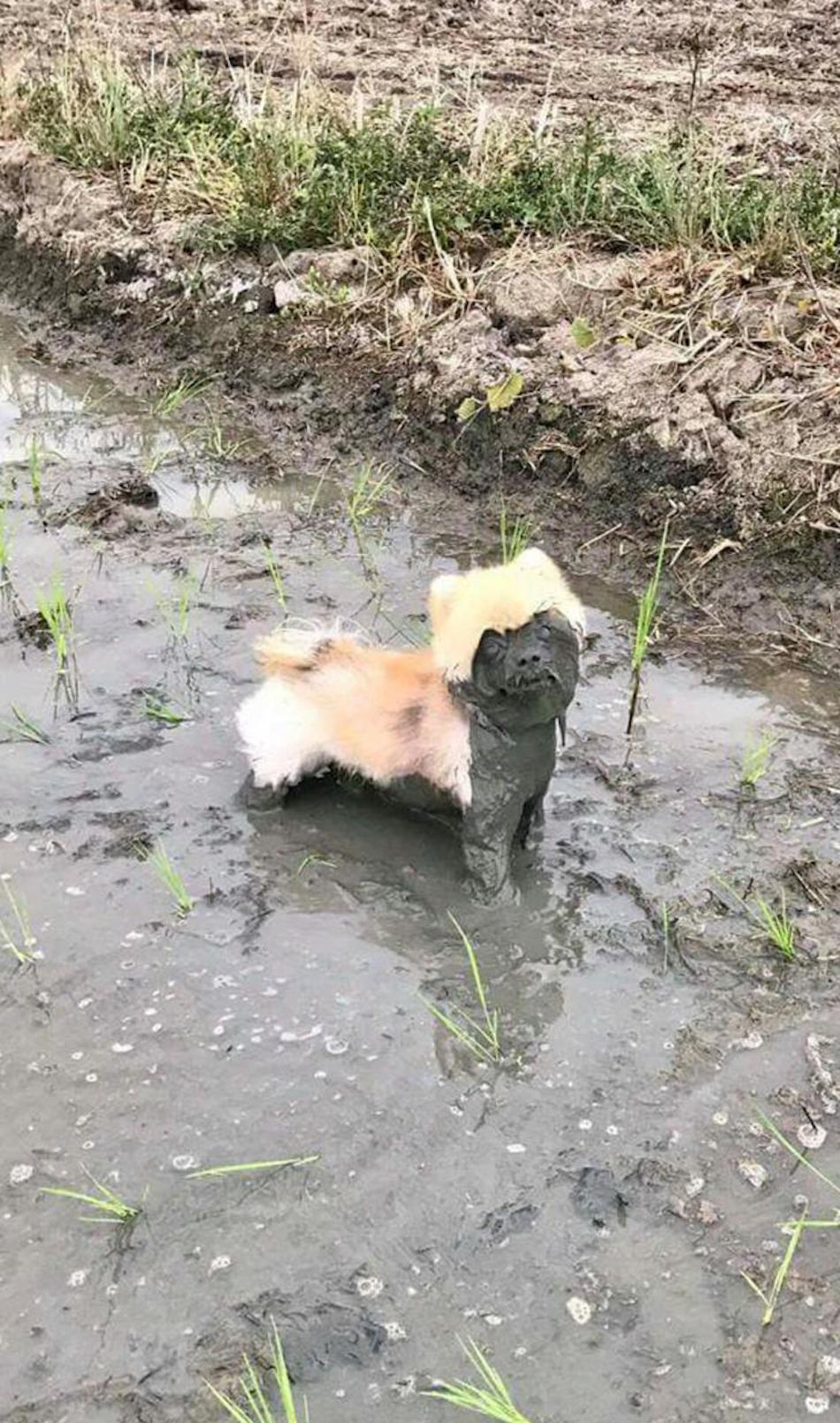 mud.jpg