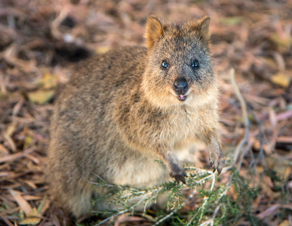 munchy-quokka.jpg