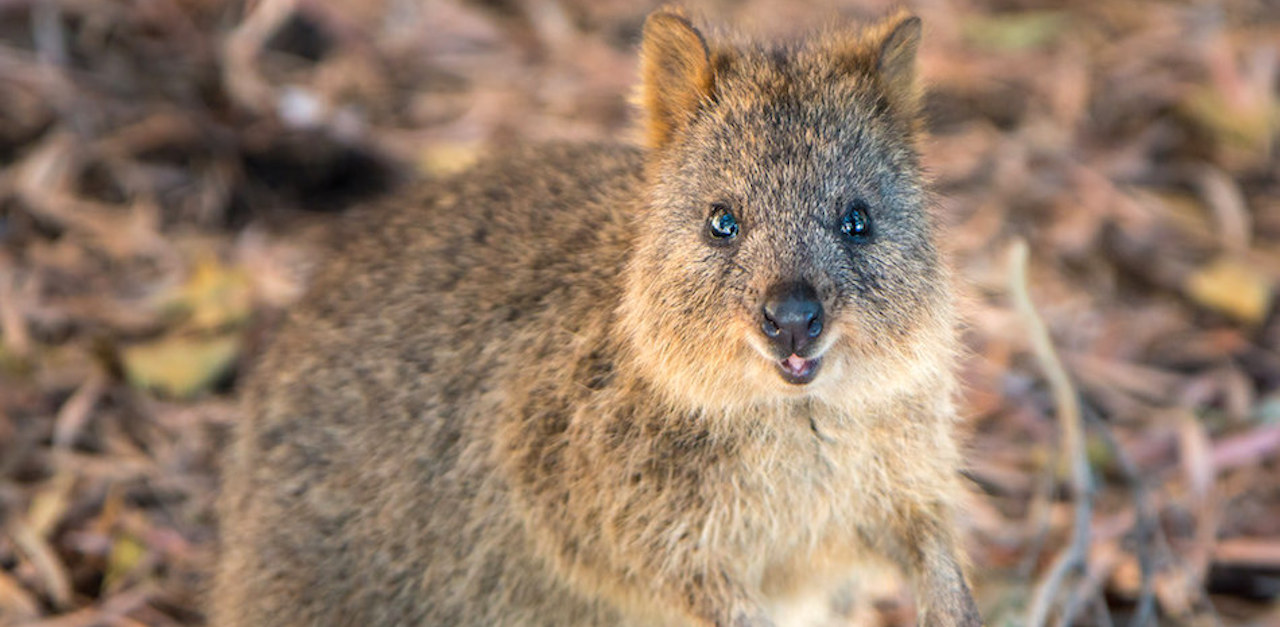 munchy-quokka