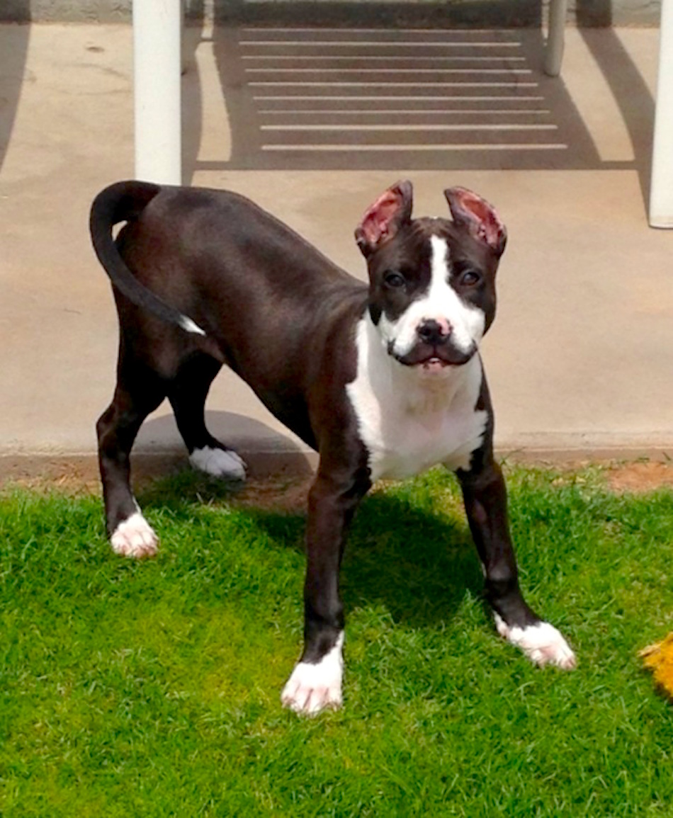 mustache-dog.jpg