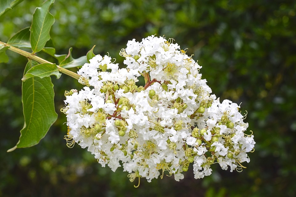 Brown Crape Myrtle Floral Green Flowers White