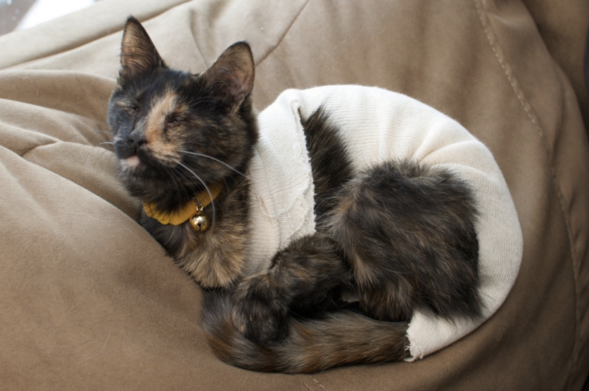 nala-2.jpg