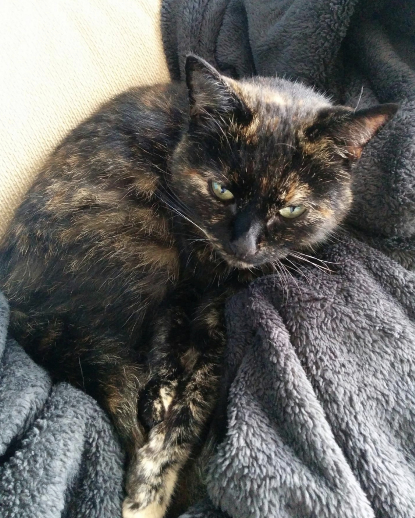 nala-8.jpg