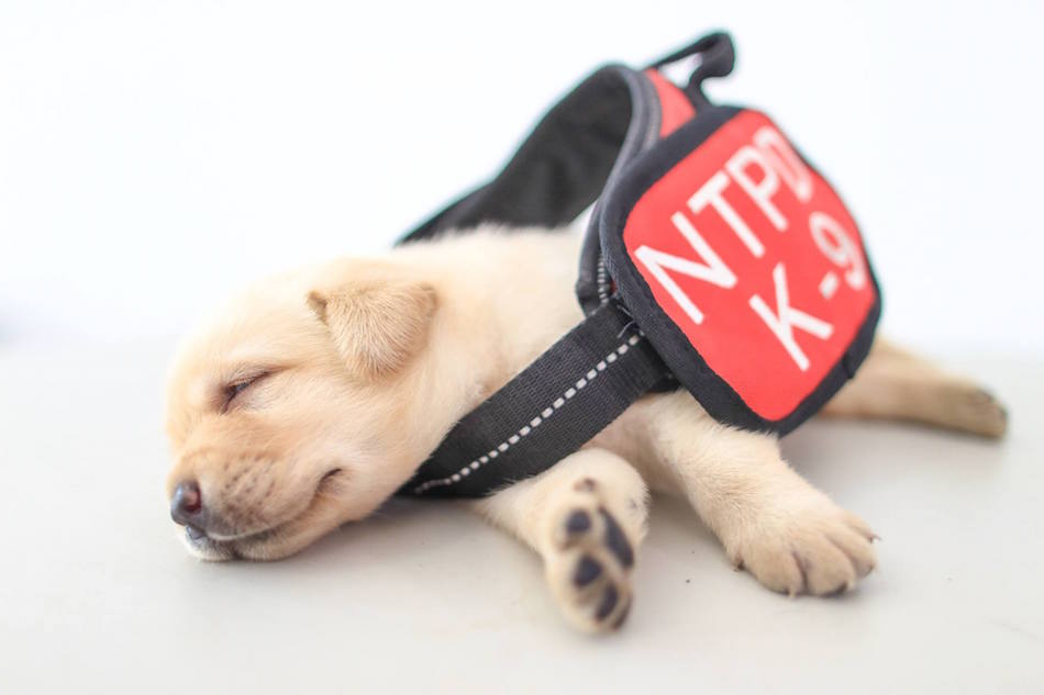 nap.jpg