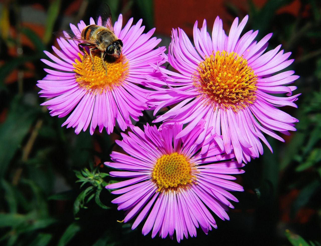 nature-flowers-purple-plant-50587.jpg