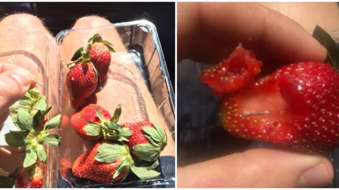 needles in strawberries