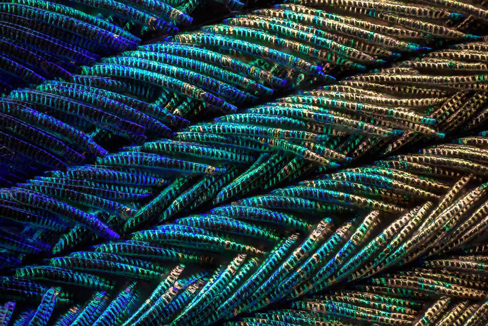 nell-1.jpg