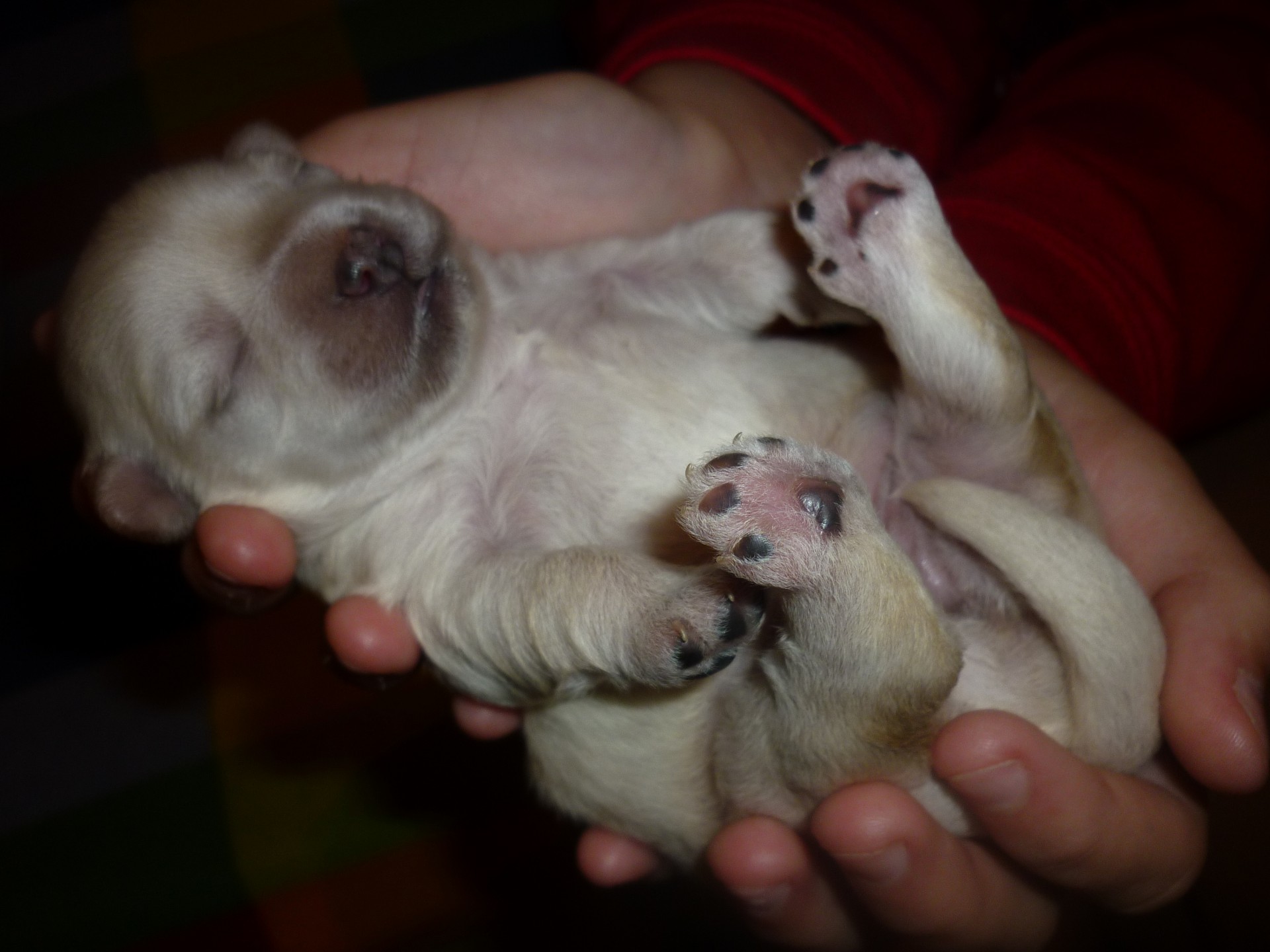 newborn-puppy-1.jpg