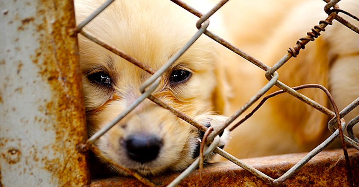 news-lonely-dog-in-cage-104114993.jpg news-lonely-dog-in-cage-104114993.jpg