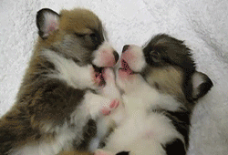 nibble.gif