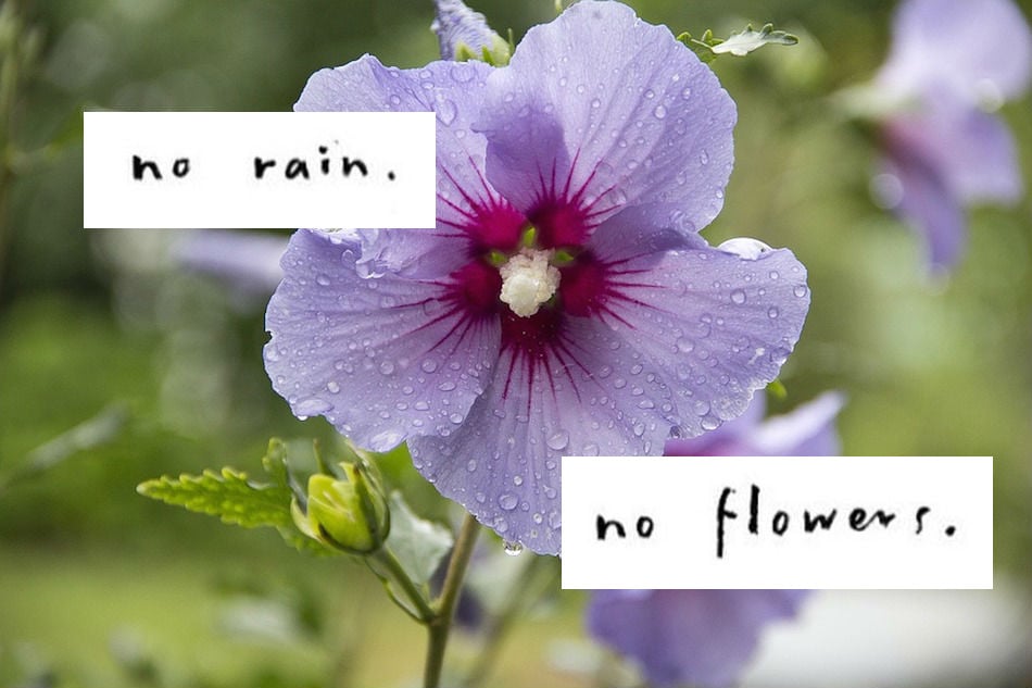 no-rain-no-flowers.jpg