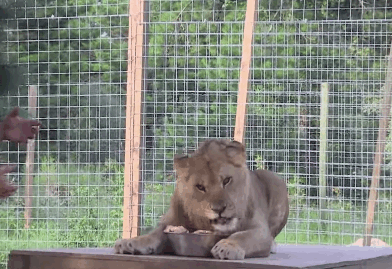 nom.gif