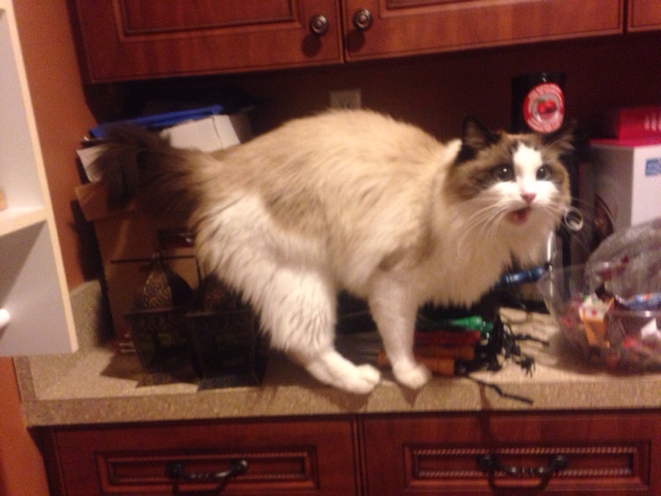not-my-cat.jpg