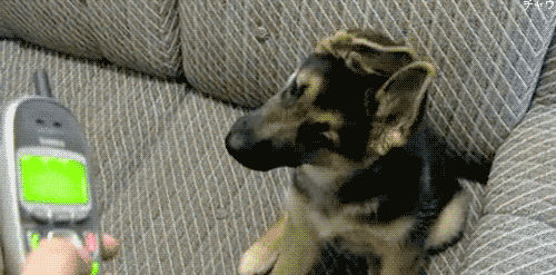npiiq53.gif npiiq53.gif