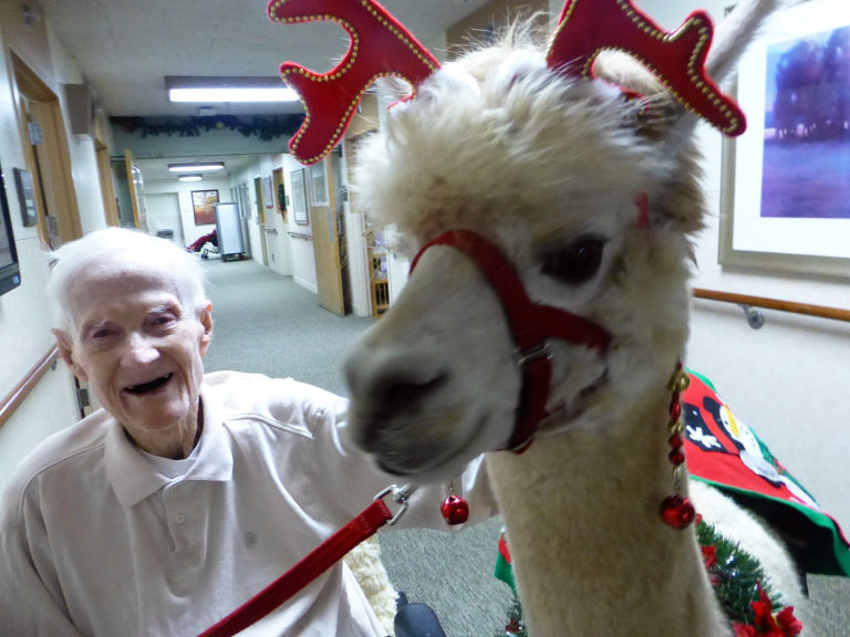 nrm_1419691580-napoleon_the_festive_alpaca_nursing_home.jpg