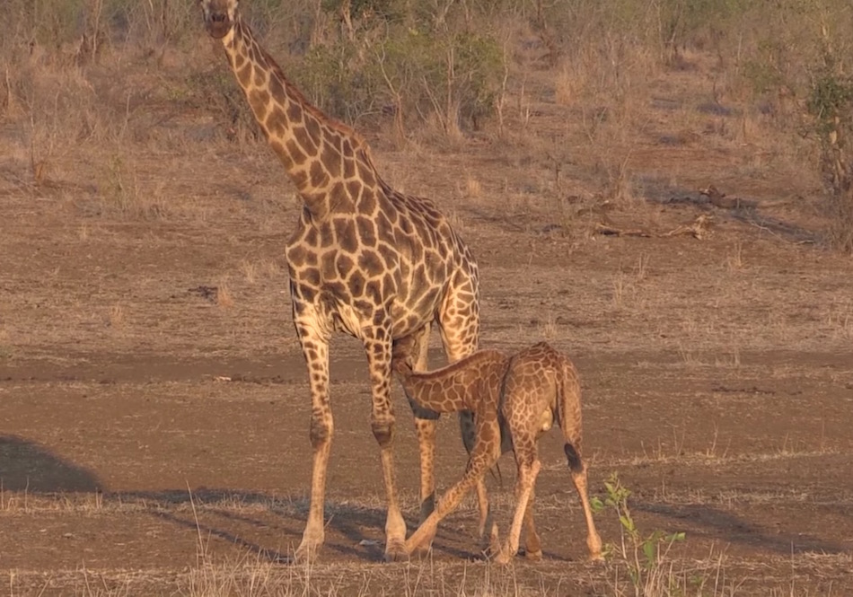 nursing-giraffe.jpg