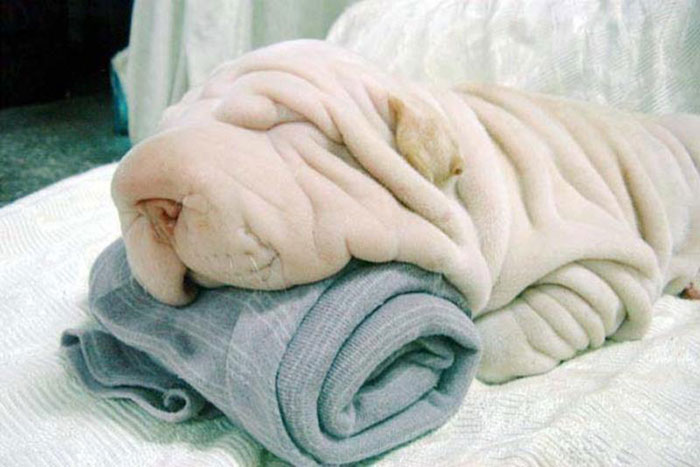 nxmx2-05-5-Shar-Pei-Looks-Like-A-Towel.jpg