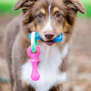 nylabone.png
