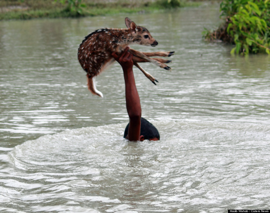 Boy Saves Drowning Baby Deer